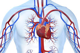 cardiologia intervencionista